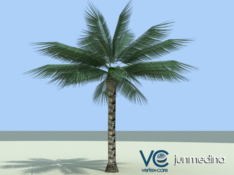 maya palm tree